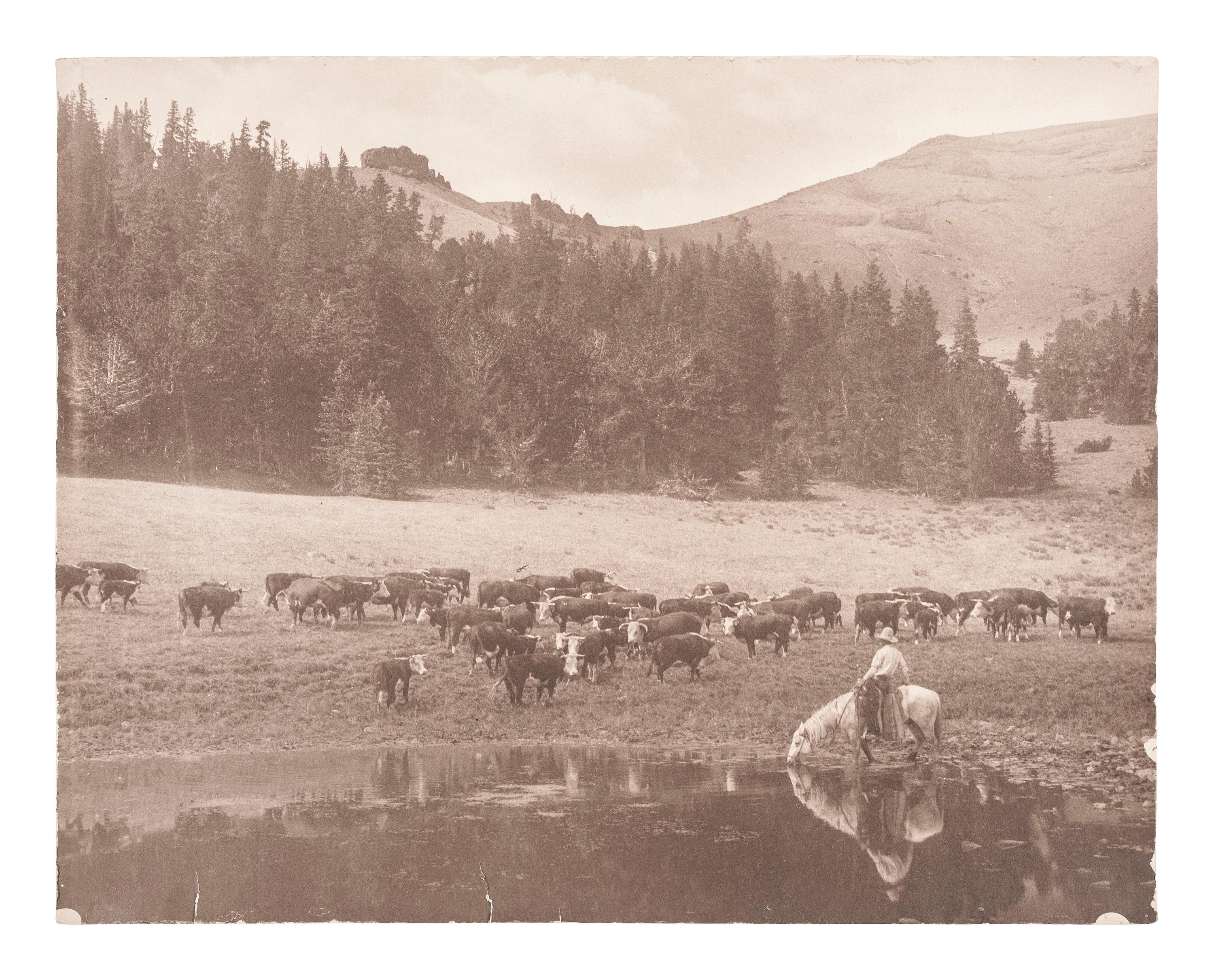 [WESTERN AMERICANA]. BELDEN, Charles J. (1888-1963), photographer. A group of 5 photographs of western subjects, incl. cowboys, cattle, and a coyote. Pitchfork Ranch, WY, ca 1910s-1940s.