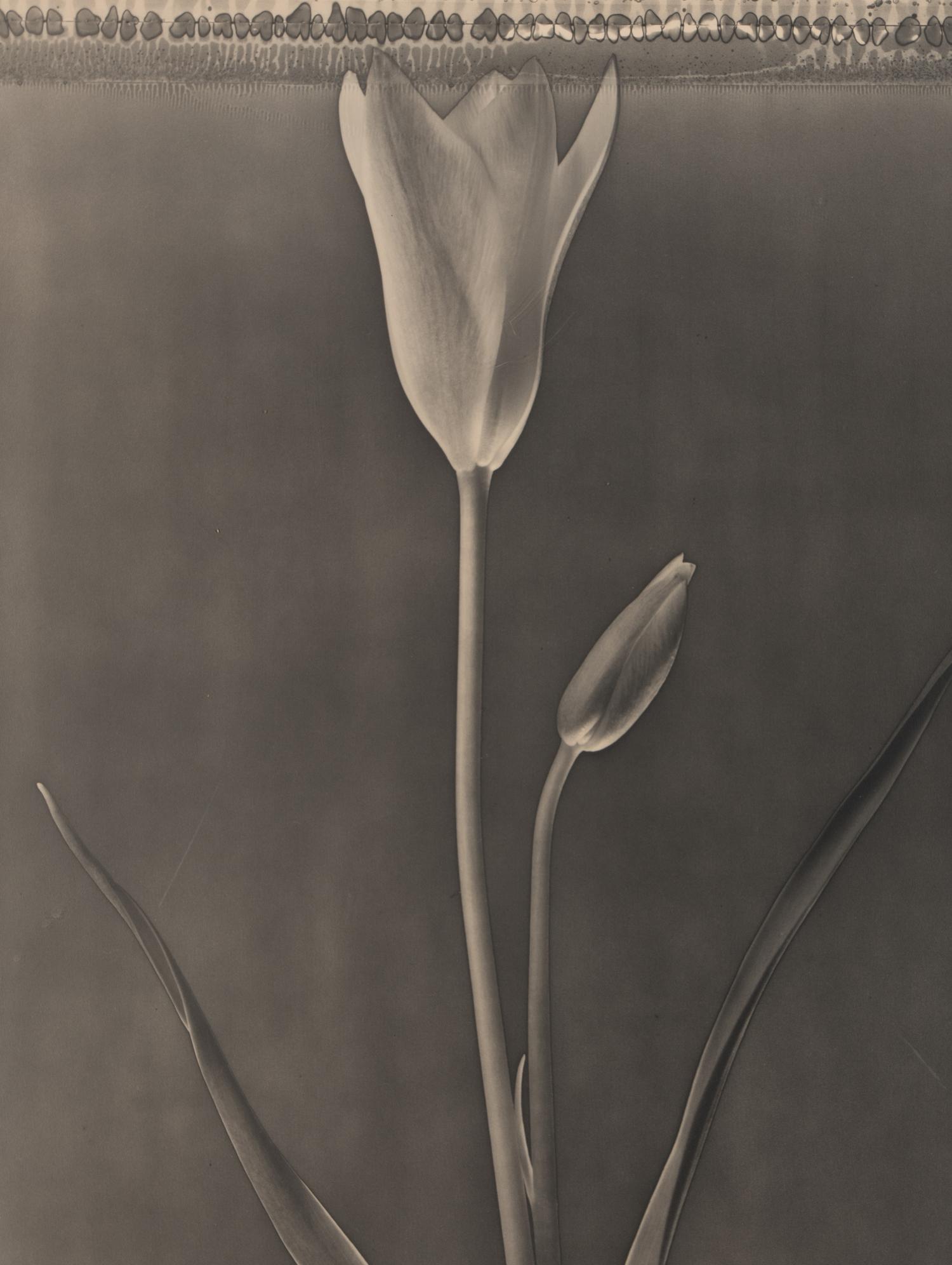 Miniature Tulip , 1996