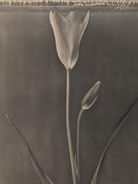 Miniature Tulip , 1996