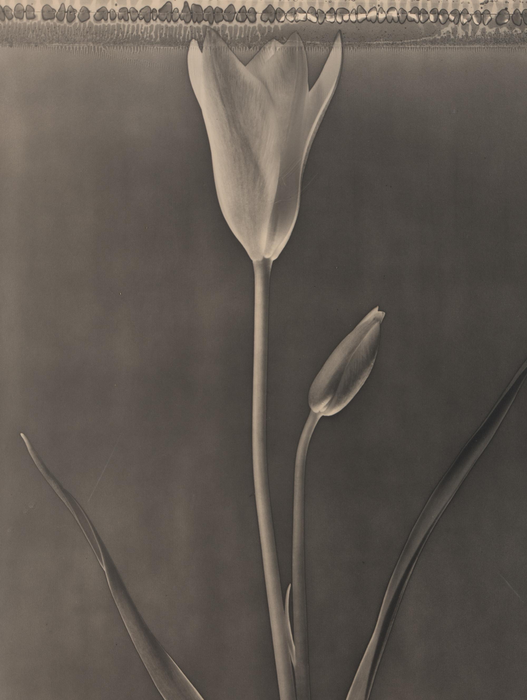 Miniature Tulip , 1996
