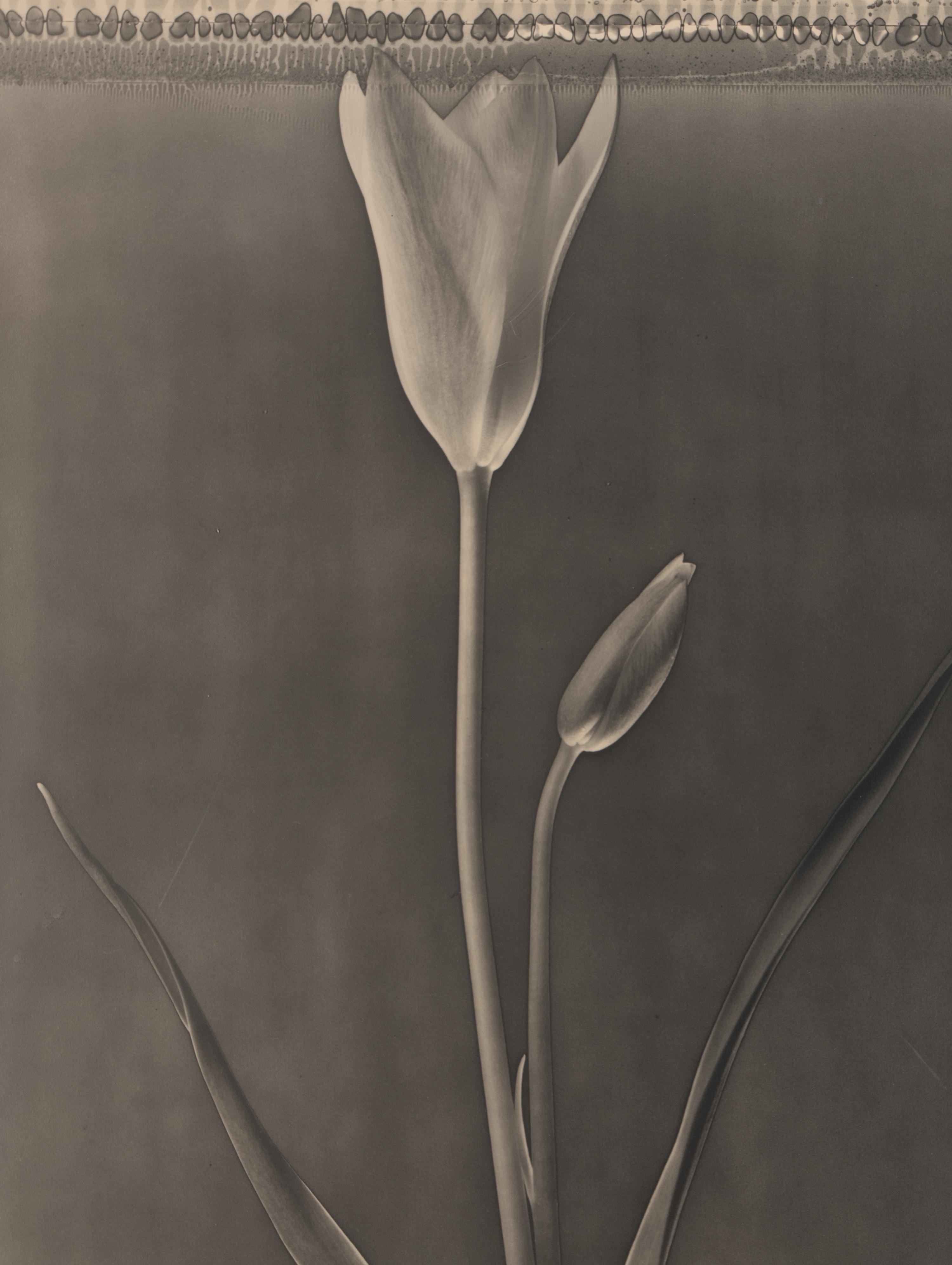Miniature Tulip , 1996