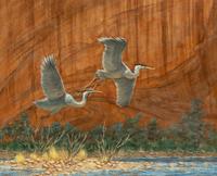 Canyon Fight , 1995