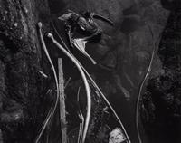 Tidepool, Point Lobos (Pelican) , 1945; printed in 1978 by Cole Weston