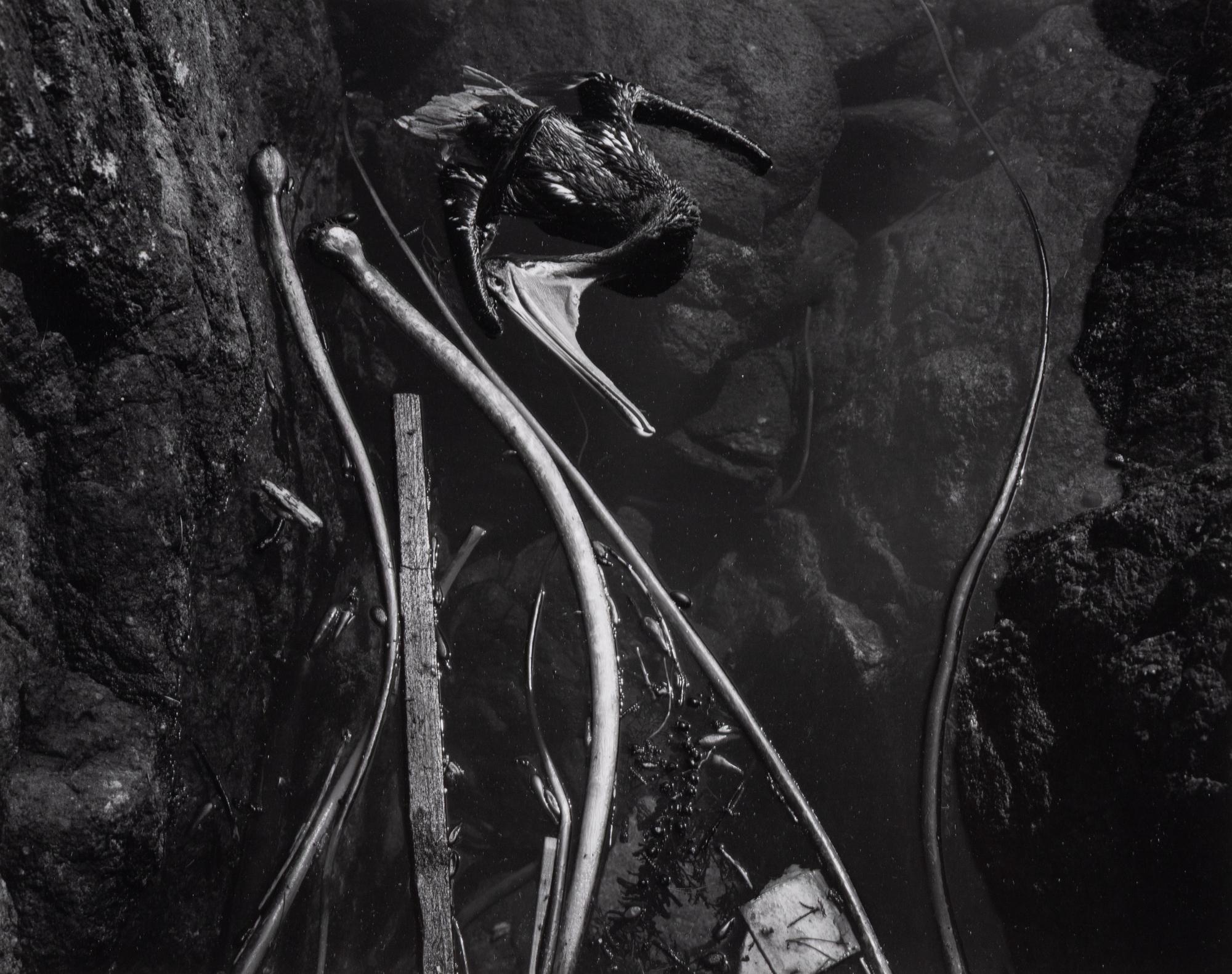Tidepool, Point Lobos (Pelican) , 1945; printed in 1978 by Cole Weston