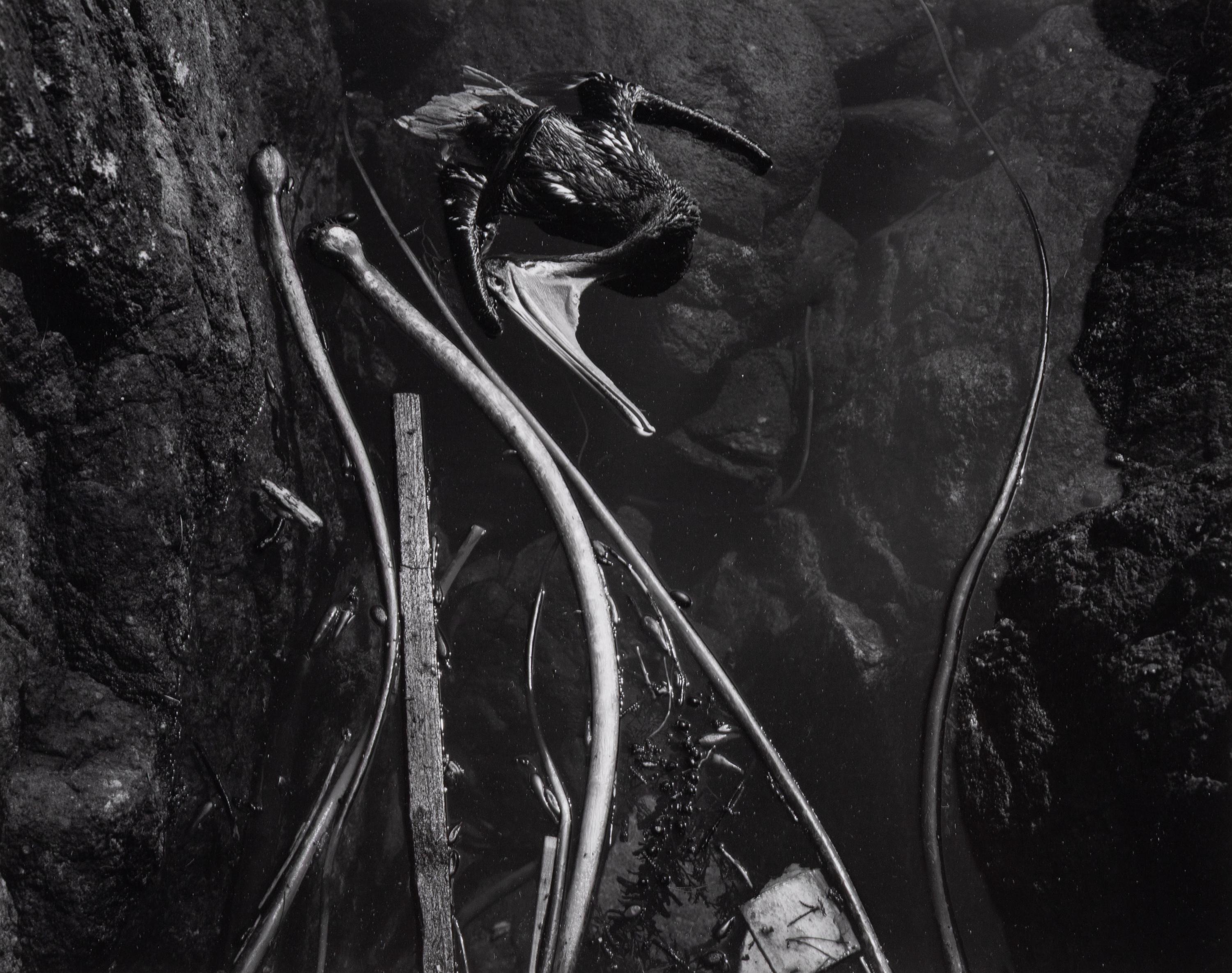 Tidepool, Point Lobos (Pelican) , 1945; printed in 1978 by Cole Weston