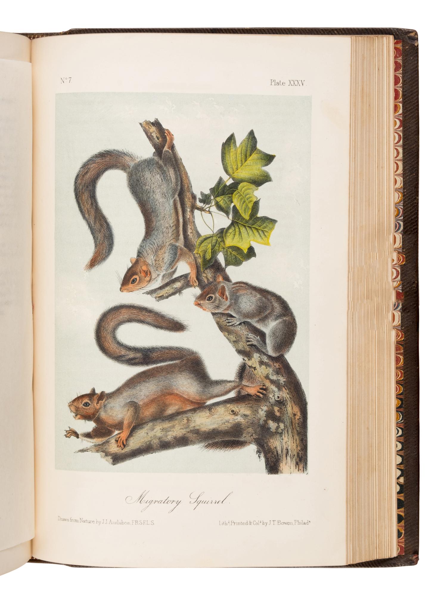 Audubon, John James (1785-1851) and John Bachman (1790-1874). The Quadrupeds of North America . New York: V.G. Audubon, 1849, 1854, 1854.