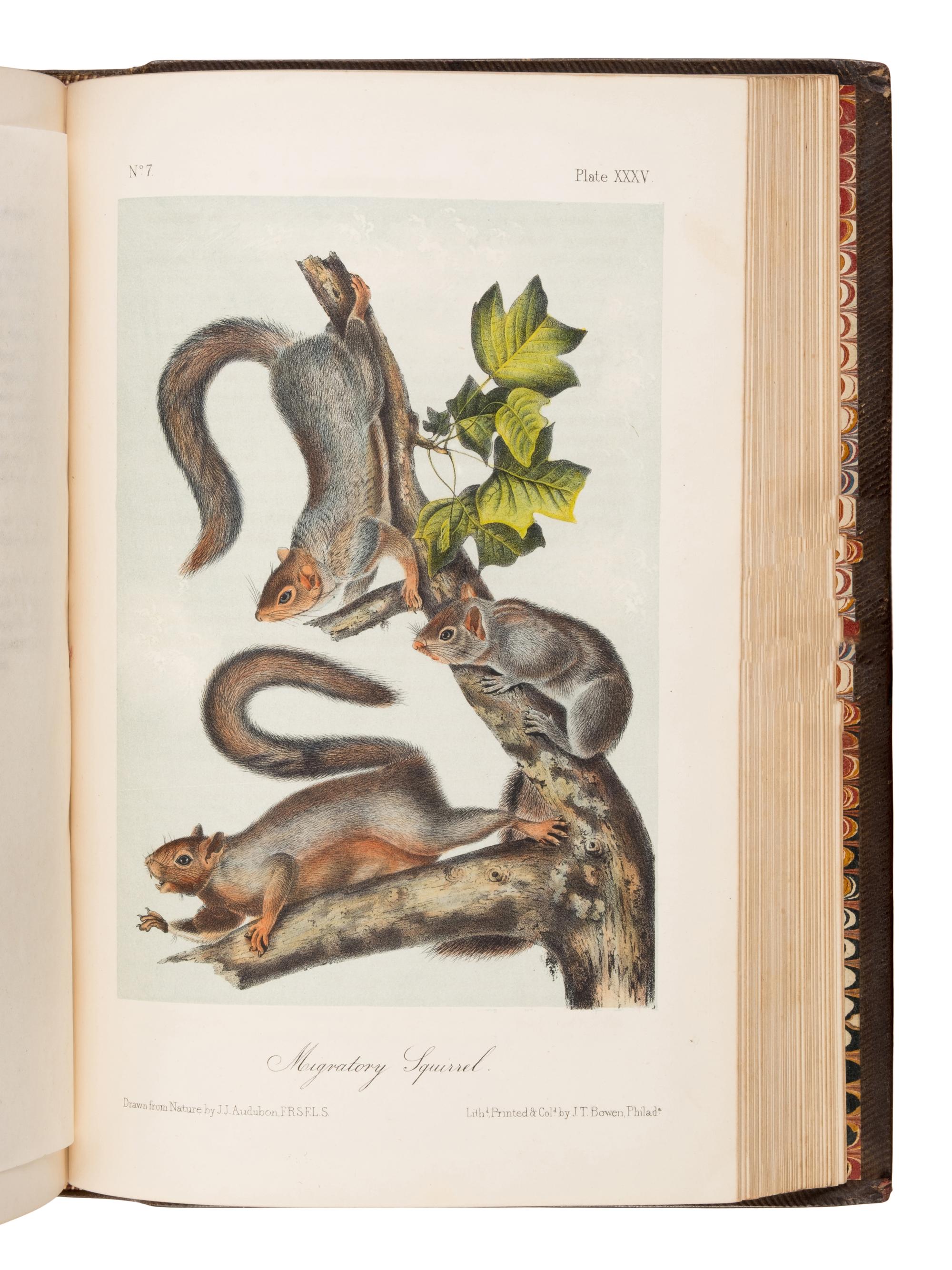 Audubon, John James (1785-1851) and John Bachman (1790-1874). The Quadrupeds of North America . New York: V.G. Audubon, 1849, 1854, 1854.