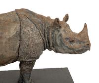 Rhinoceros