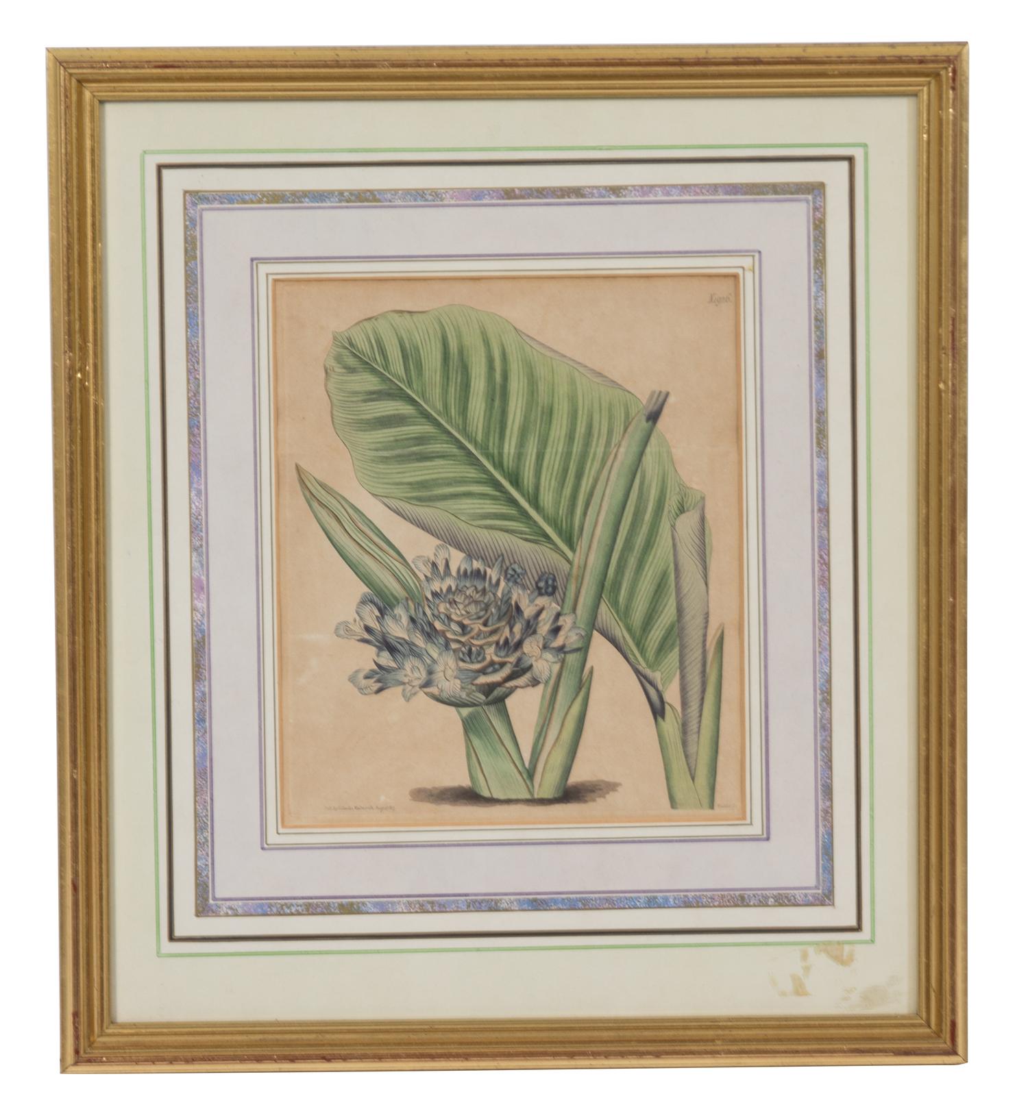 A Collection of Twelve Botanical Engravings Largest framed dimensions 27 x 9 inches. — 19TH/20TH CENTURY