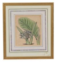 A Collection of Twelve Botanical Engravings Largest framed dimensions 27 x 9 inches. — 19TH/20TH CENTURY
