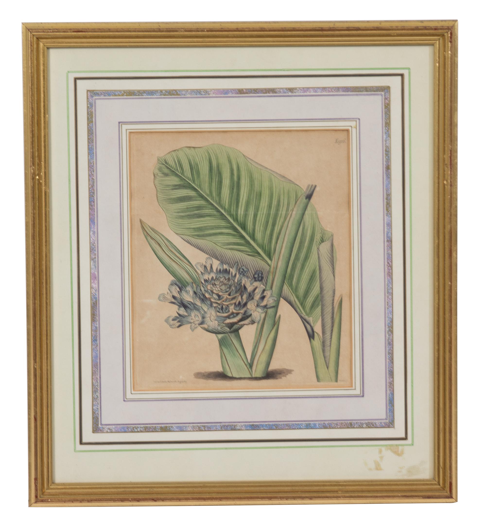 A Collection of Twelve Botanical Engravings Largest framed dimensions 27 x 9 inches. — 19TH/20TH CENTURY