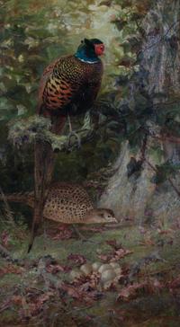Charles Whymper, (British, 1853-1941), Pheasants, 1884