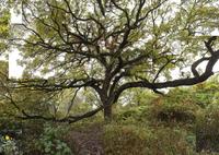 Terry Evans: The Bur Oak Conversation
