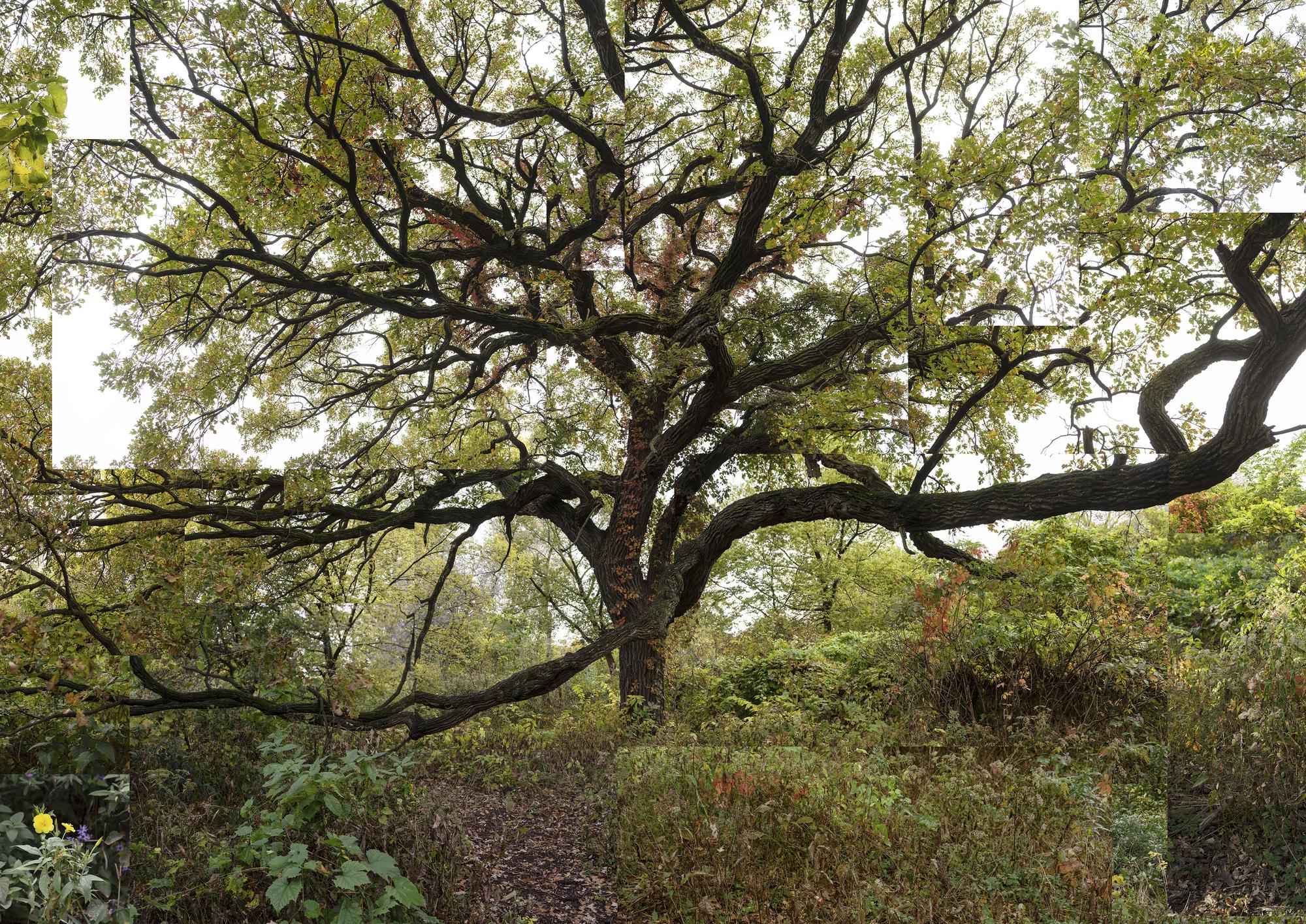 Terry Evans: The Bur Oak Conversation