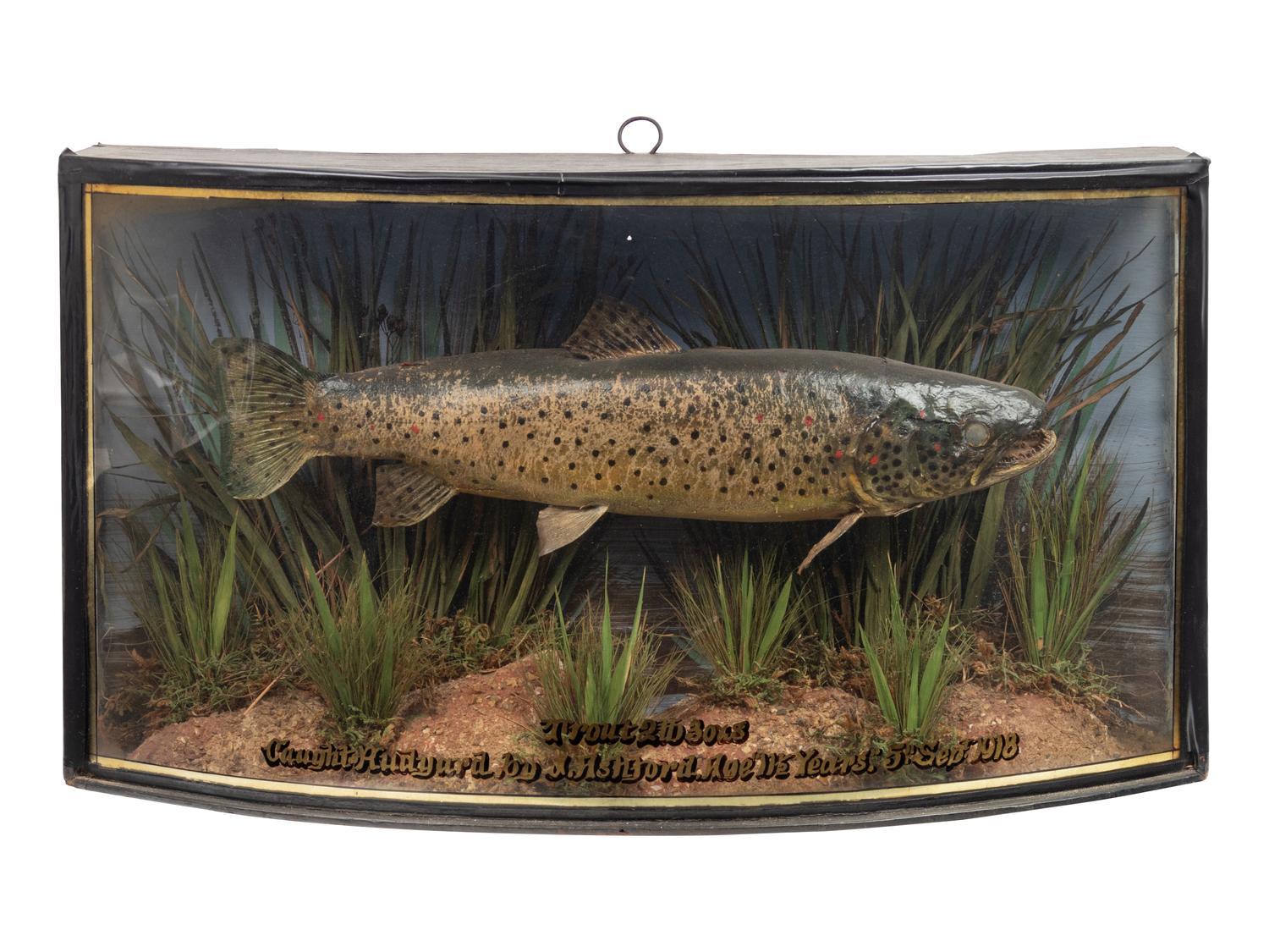 A Taxidermy Trout in a Shadowbox Frame