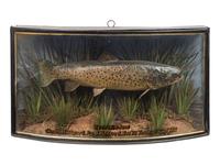 A Taxidermy Trout in a Shadowbox Frame