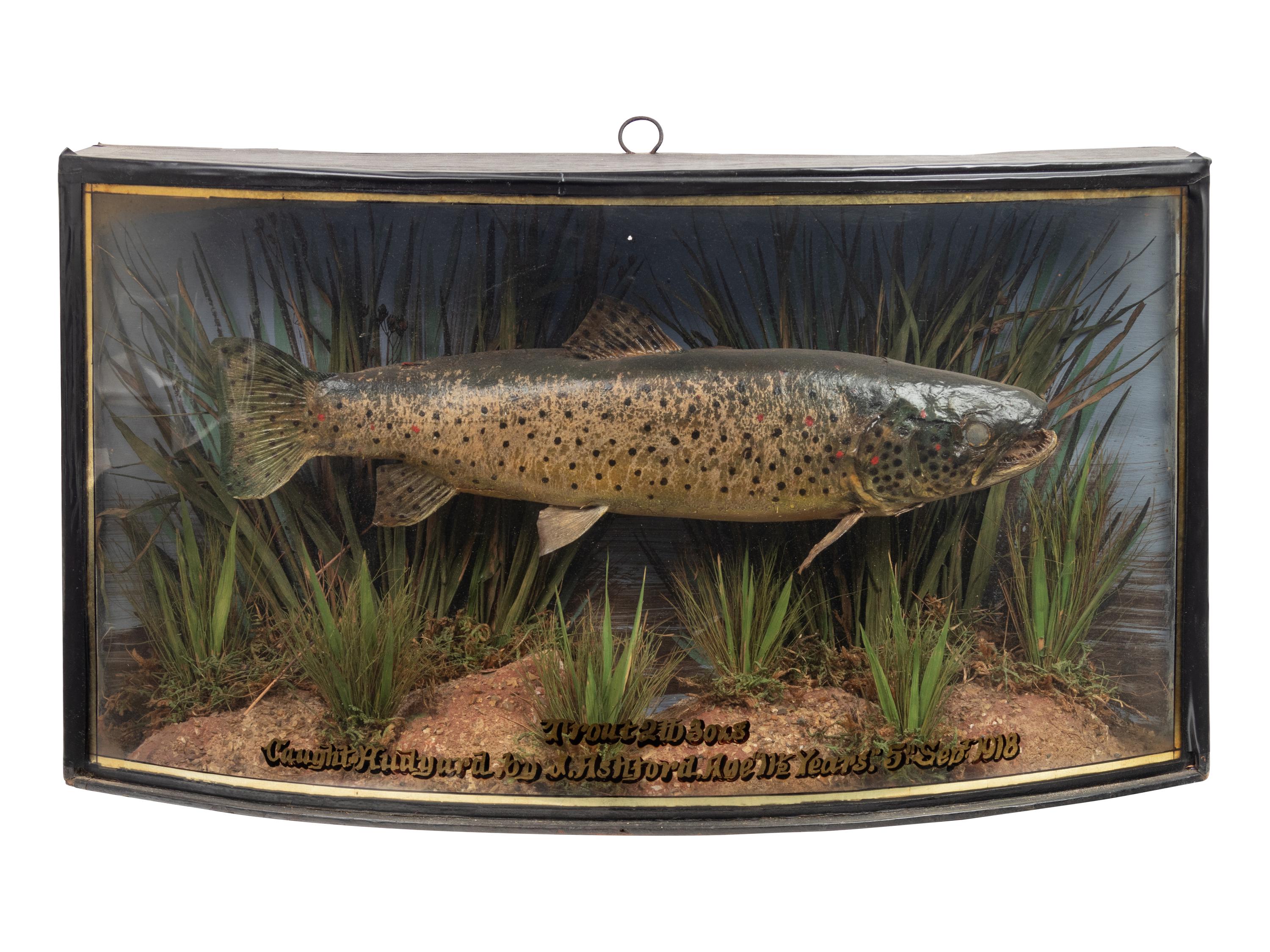 A Taxidermy Trout in a Shadowbox Frame