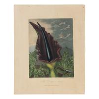 [Natural History] Thornton, Robert John. Group of 18 botanical plates from the 1812 quarto edition of "Temple of Flora"
