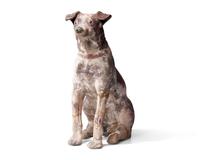 A Painted Terracotta Figure of a Dog