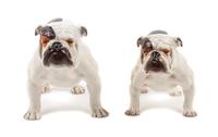 Two Royal Doulton Bulldogs Width of wider 9 inches.