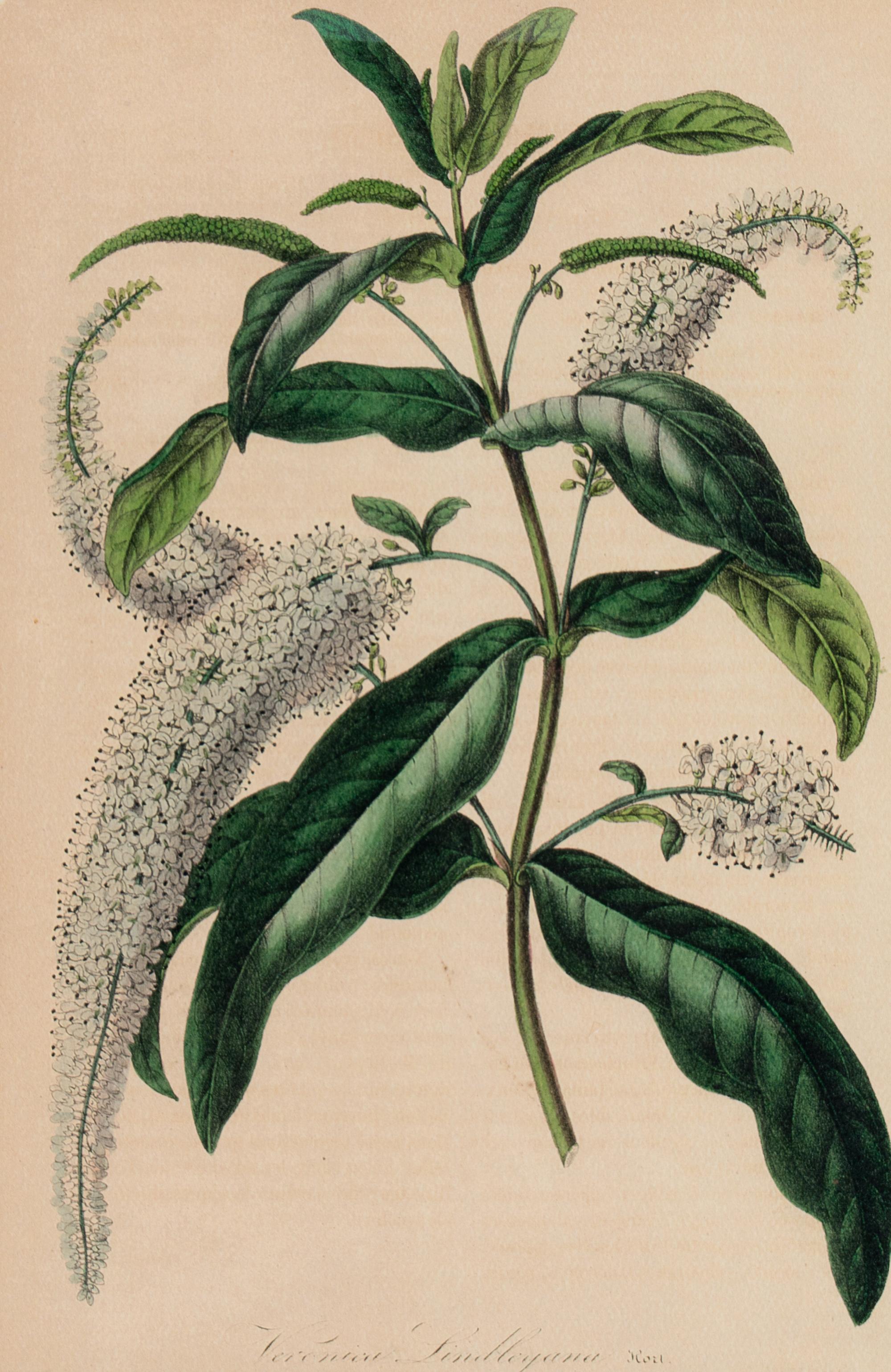 A Set of Six Hand-Colored Botanical Lithographs from L'illustration Horticole: Journal Special Des Serres Et Des Jardins