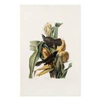 Audubon, John James (1785-1851) Purple Grackle (Plate VII) Quiscalus Versicolor