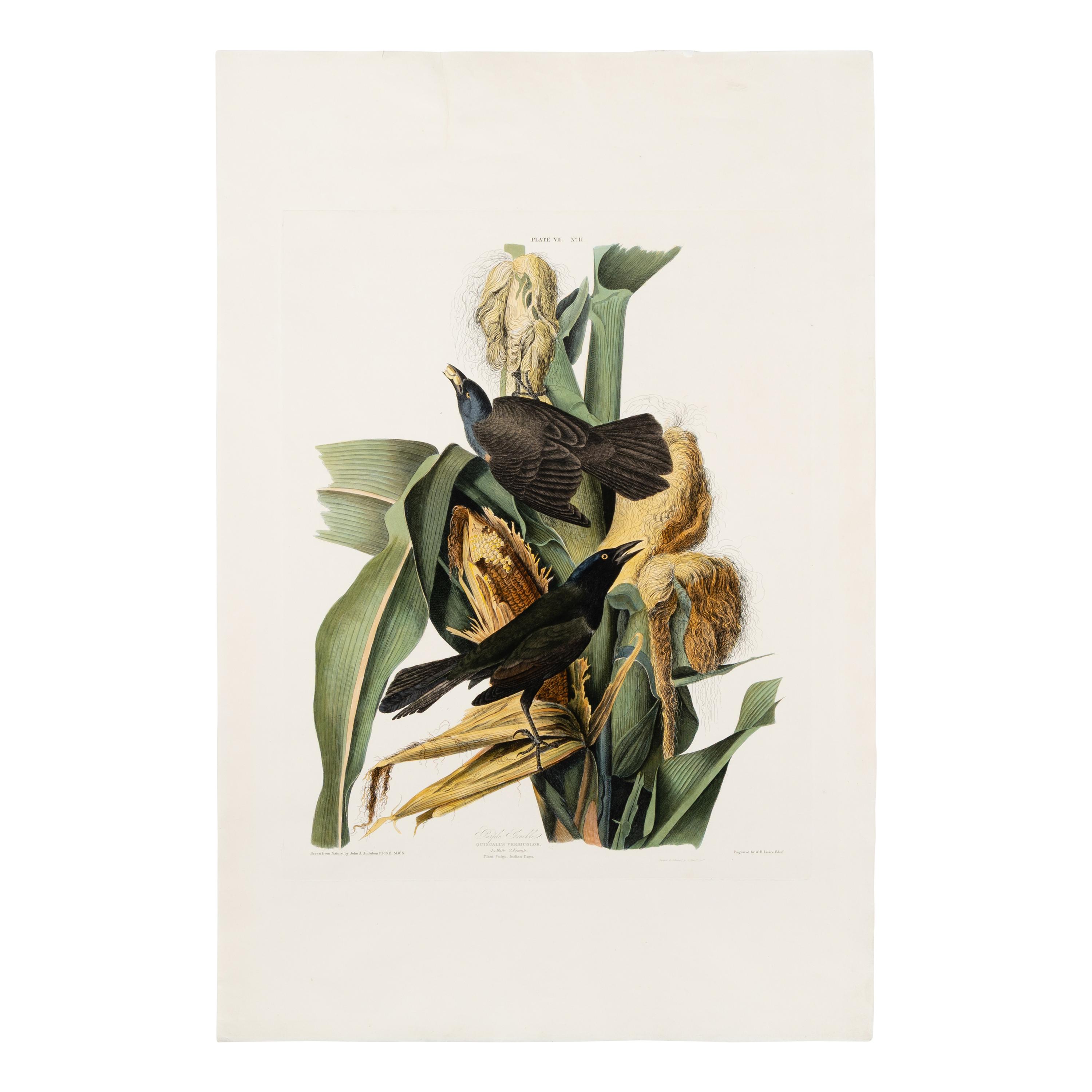 Audubon, John James (1785-1851) Purple Grackle (Plate VII) Quiscalus Versicolor