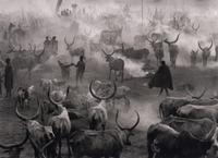 Dinka Cattle Camp of Amak, Southern Sudan, 2006