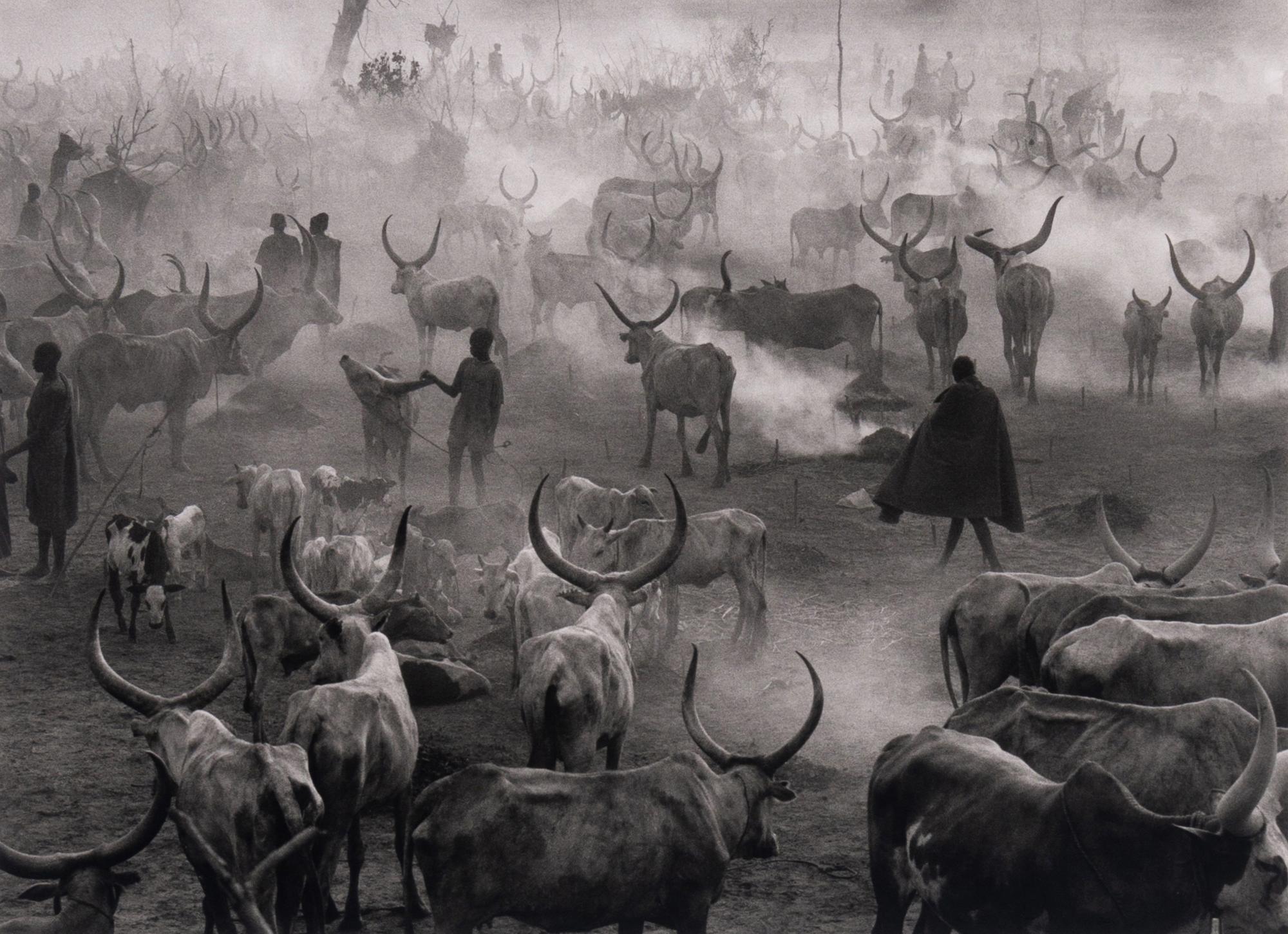 Dinka Cattle Camp of Amak, Southern Sudan, 2006