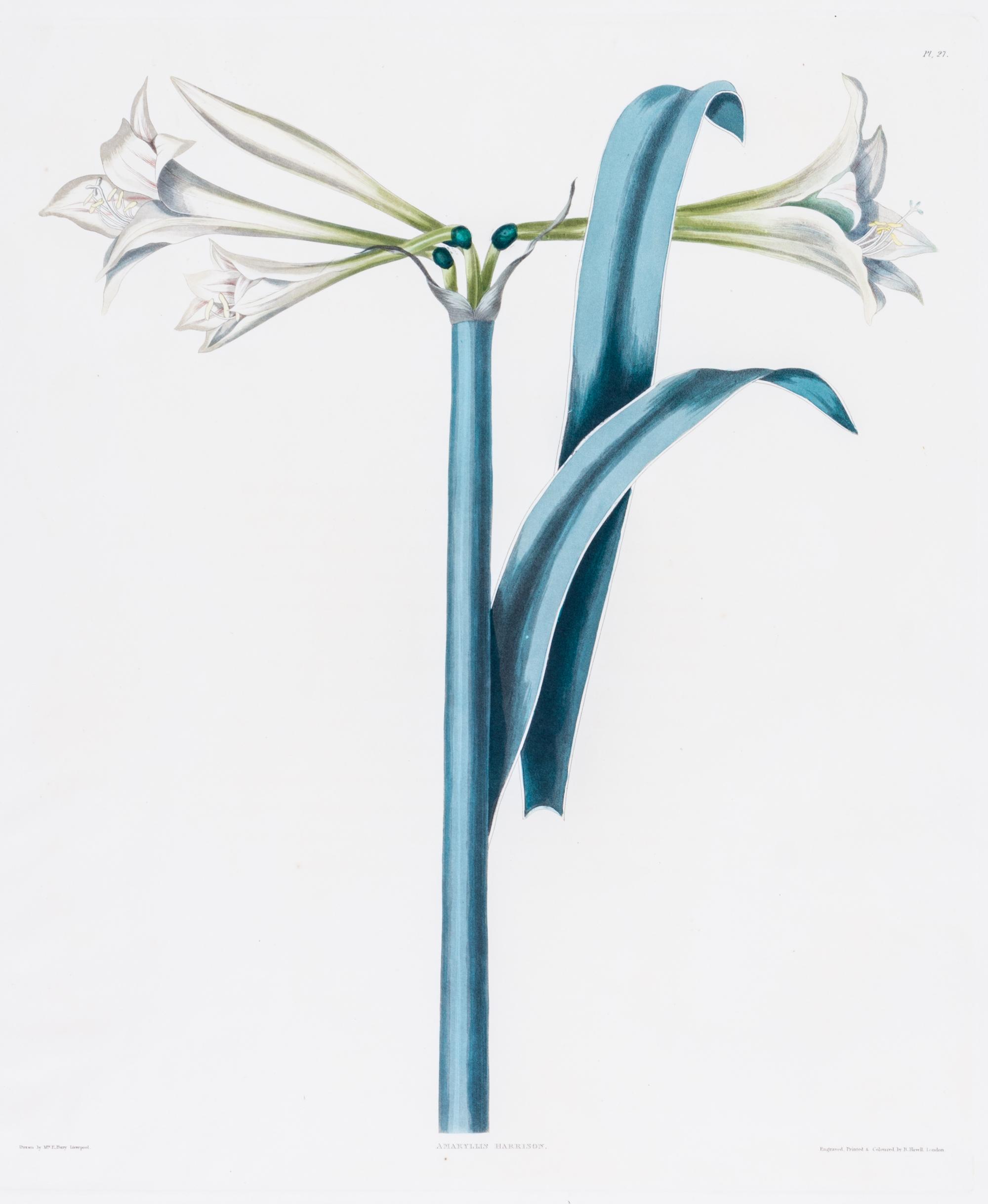 A Pair of Botanical Prints