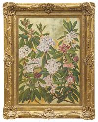 Rhododendron