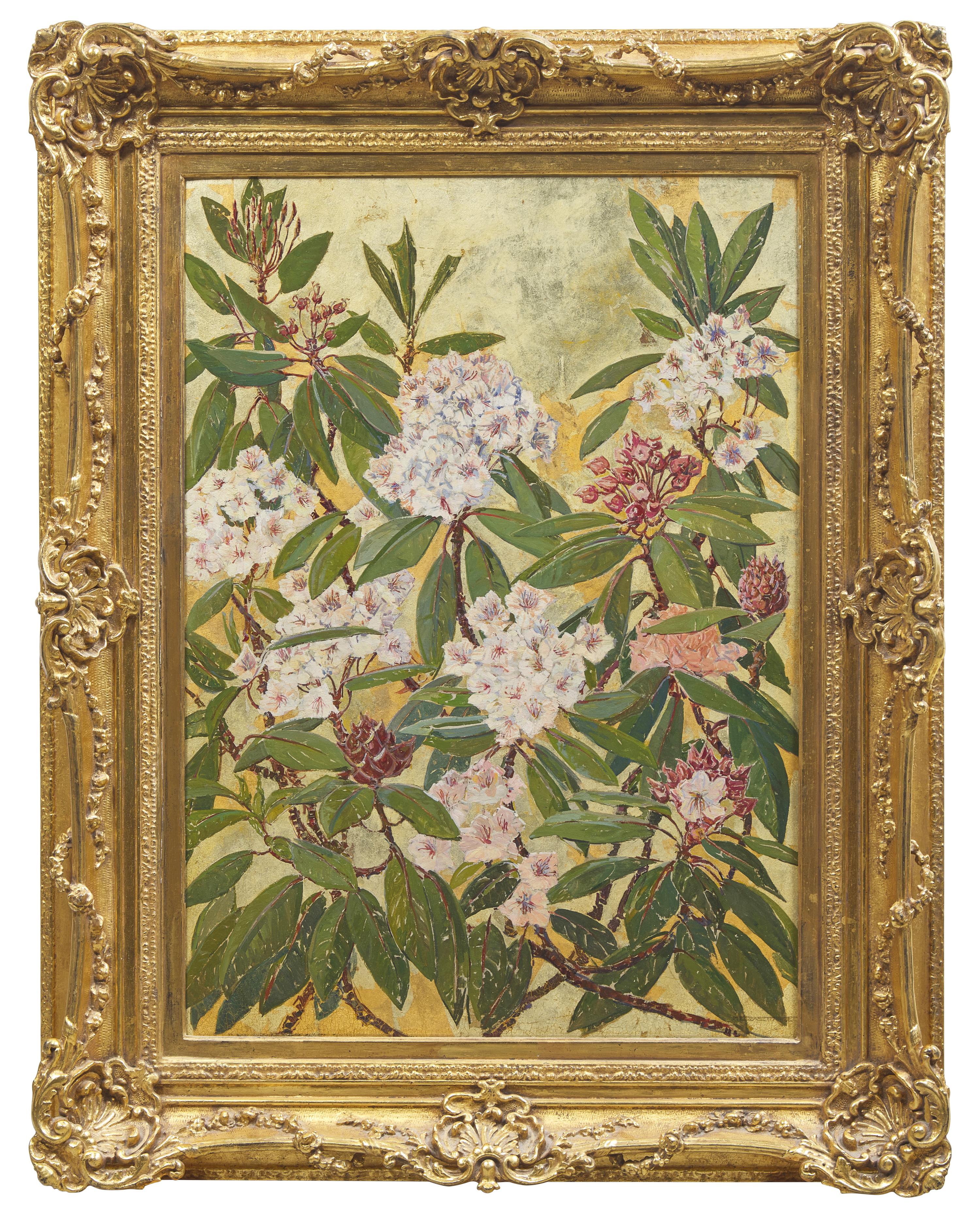 Rhododendron