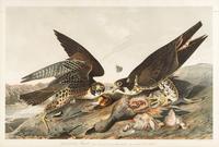 AUDUBON, John James (1785-1851) Great-footed Hawk (Plate 20) Falco peregrinus