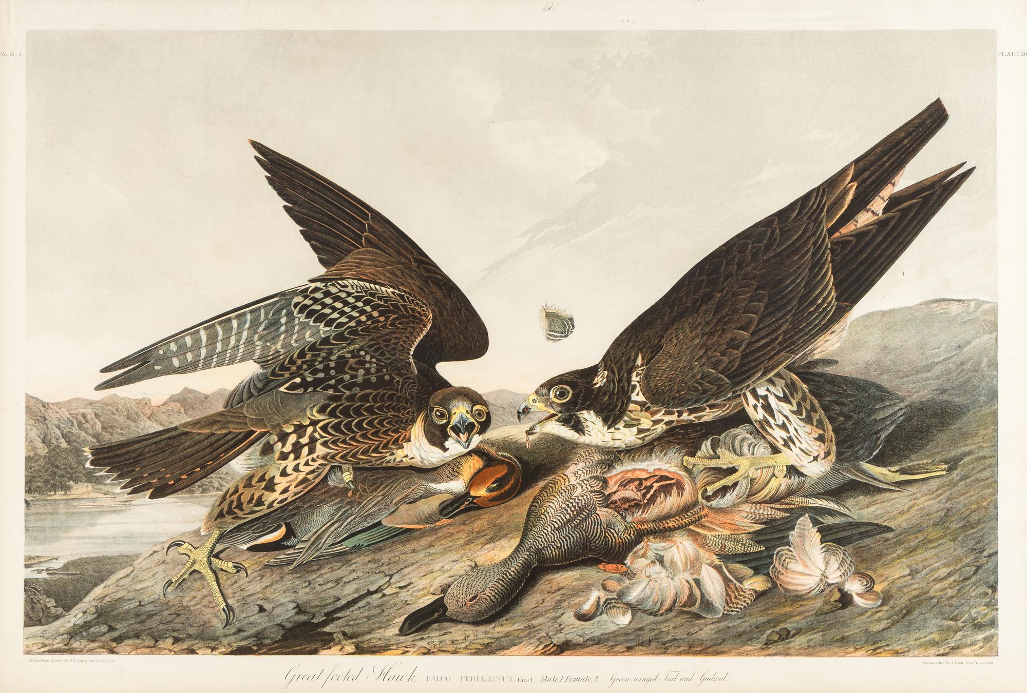 AUDUBON, John James (1785-1851) Great-footed Hawk (Plate 20) Falco peregrinus