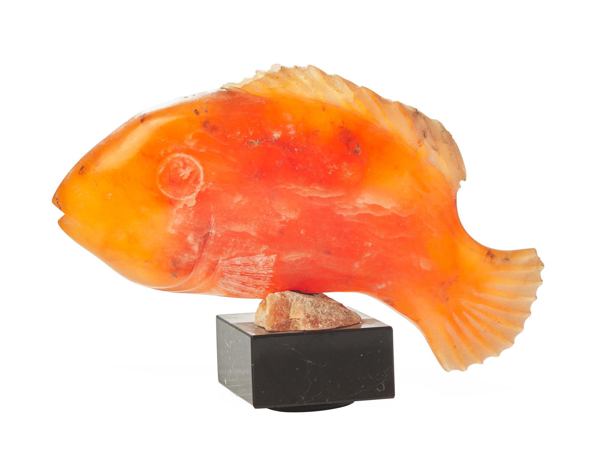 Tropical Fish