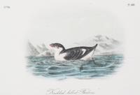Audubon, John James, after Each approximately: 10 1/2 x 6 3/4 inches.
