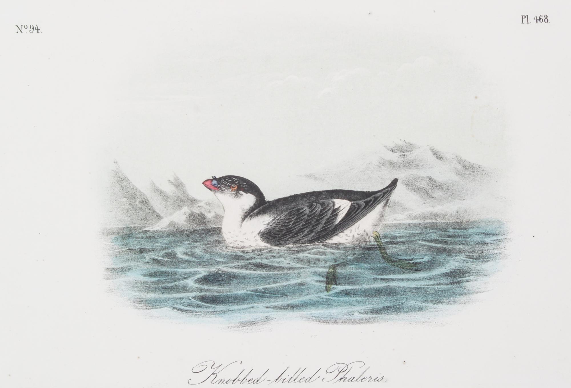 Audubon, John James, after Each approximately: 10 1/2 x 6 3/4 inches.