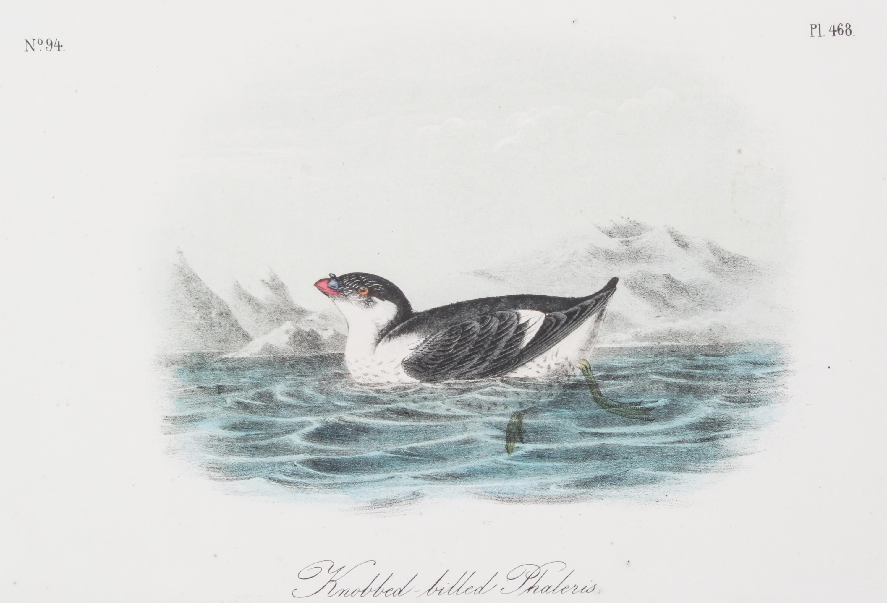 Audubon, John James, after Each approximately: 10 1/2 x 6 3/4 inches.