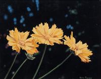 Helen Rundell, (American, b. 1953), Coreopsis, 1985