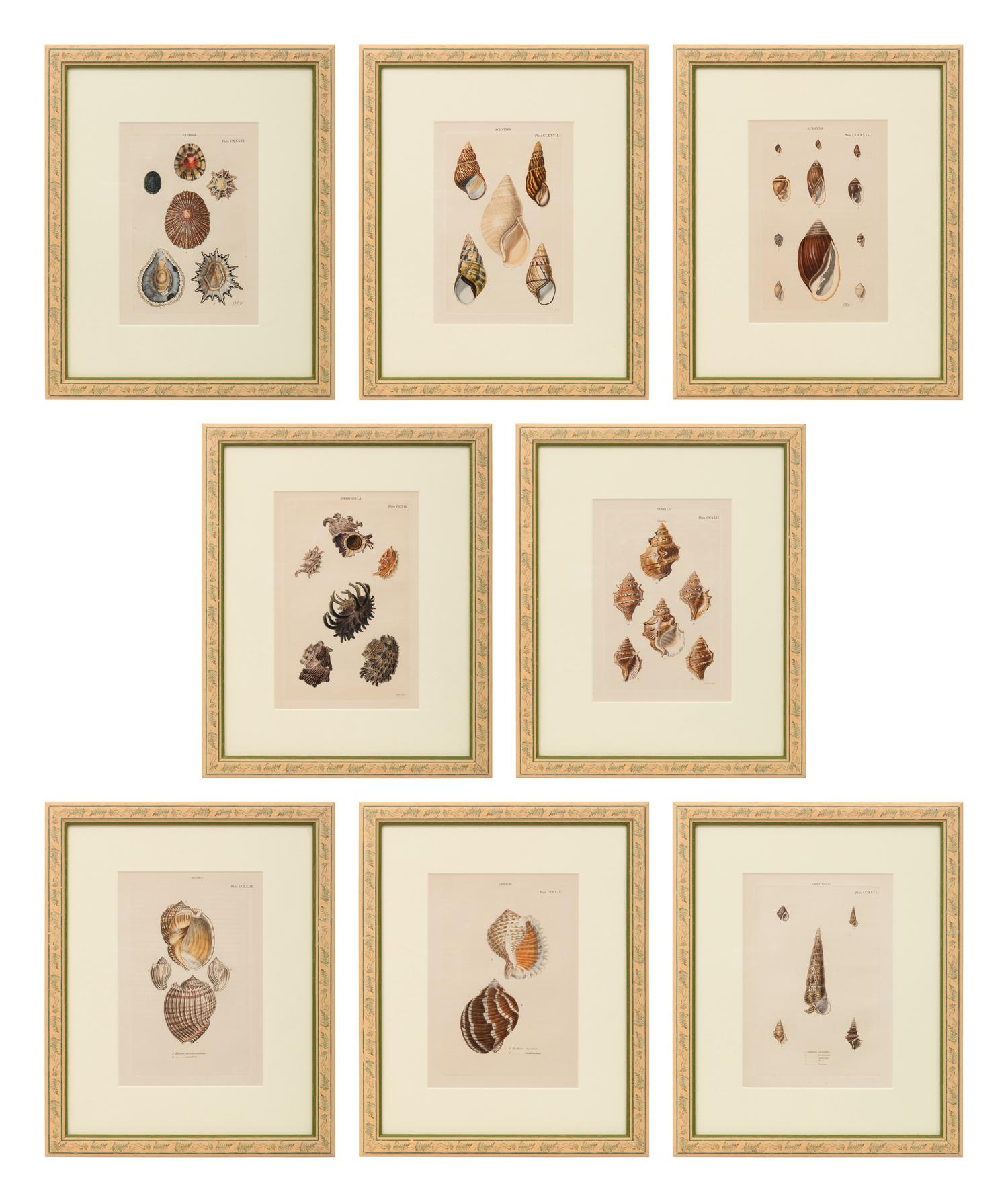 Conchologica Systematica: Eight Plates , 1841