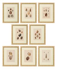 Conchologica Systematica: Eight Plates , 1841