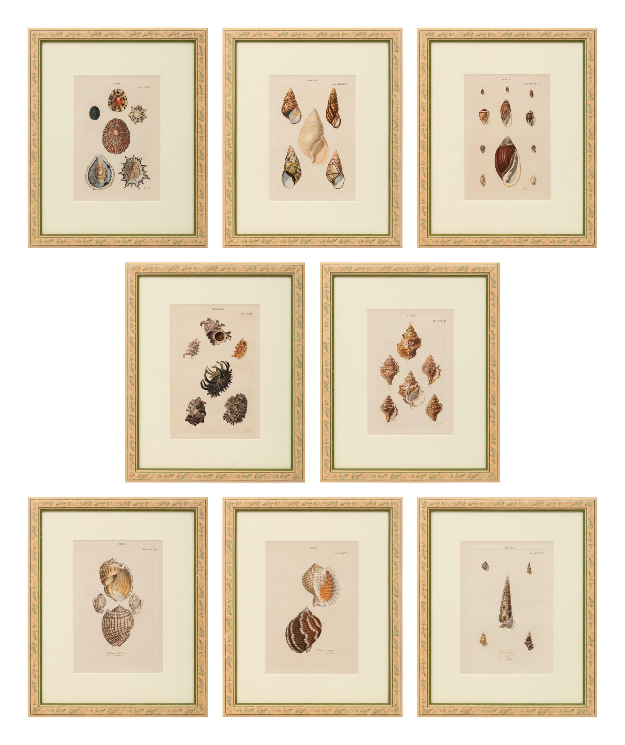 Conchologica Systematica: Eight Plates , 1841