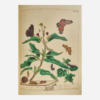 [Natural History] Harris, Moses, and John O. Westwood The Aurelian A Natural History of English Moths and Butterflies, Together with the Figures of Their Transformations and of the Plants on Which They Feed...