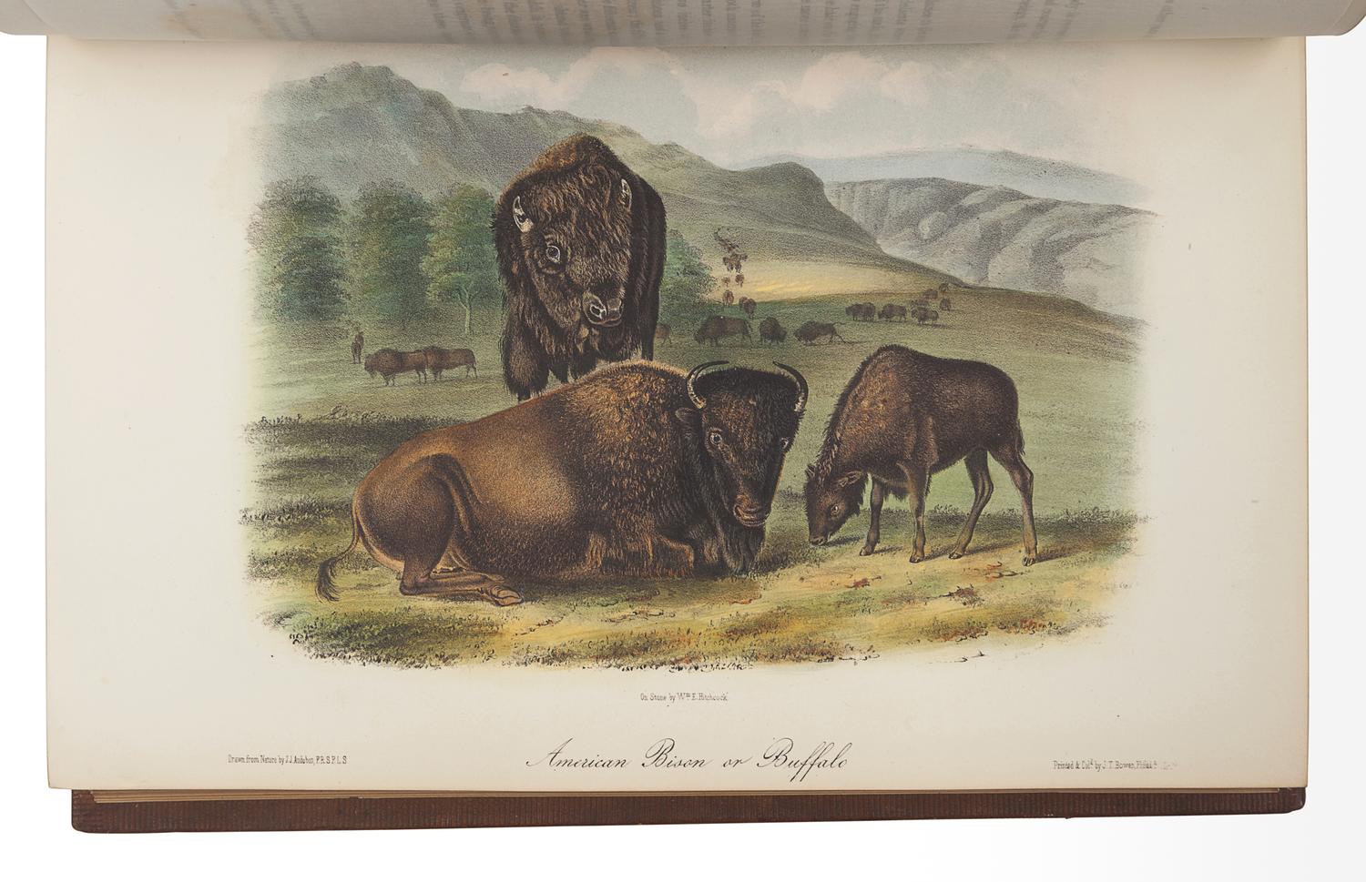 AUDUBON, John James (1785-1851). The Birds of America, from Drawings Made in the United States and their Territories . New York: J.J. Audubon; Philadelphia: J.B. Chevalier, [1839-] 1840-1844. -- AUDUBON, John James and John BACHMAN (1790-1874). The Quadrupeds of North America . New York: V.G. Audubon, 1849-1854.