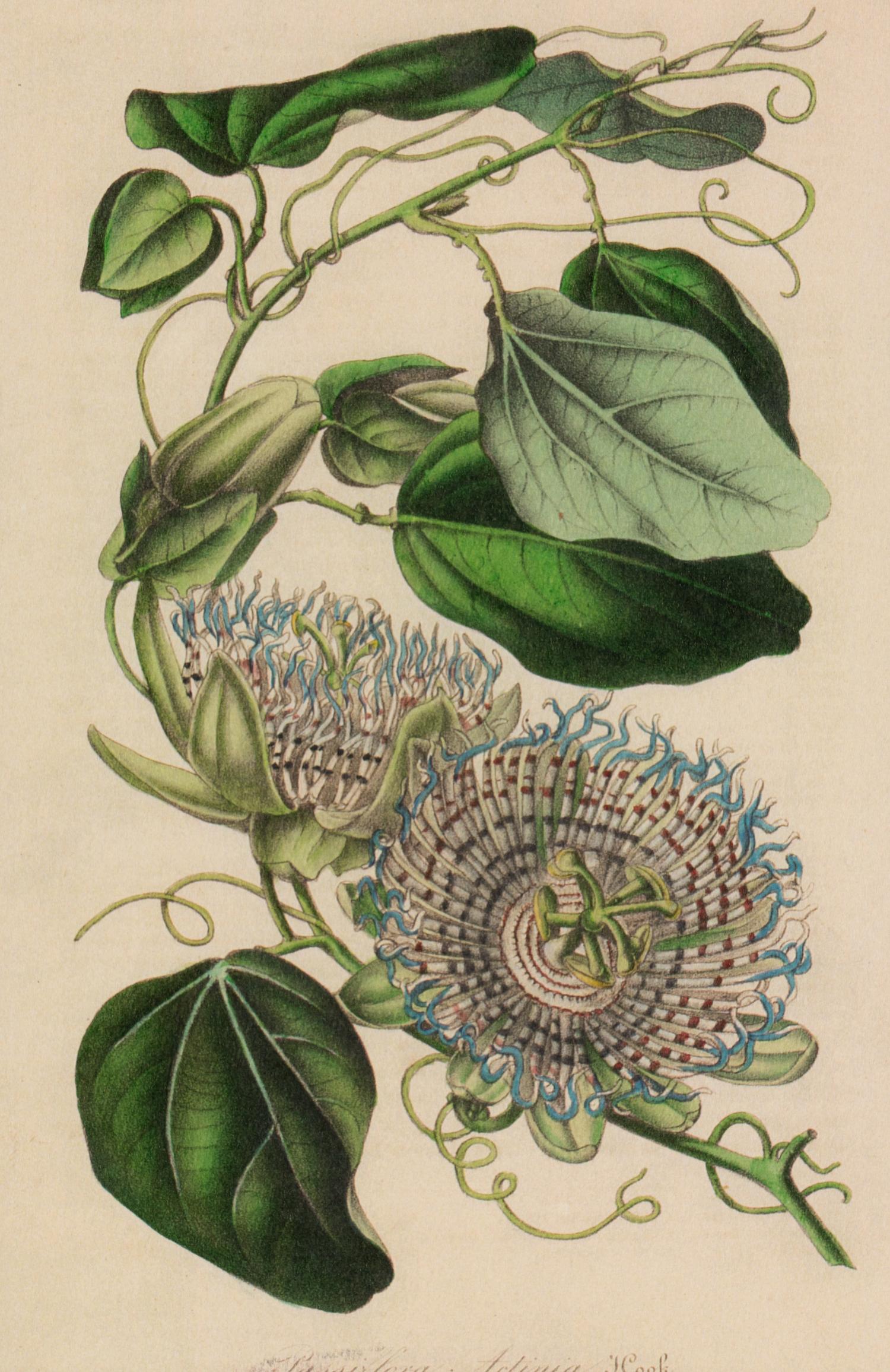 A Set of Six Hand-Colored Botanical Lithographs from L'illustration Horticole: Journal Special Des Serres Et Des Jardins