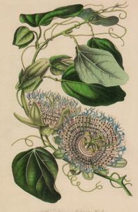 A Set of Six Hand-Colored Botanical Lithographs from L'illustration Horticole: Journal Special Des Serres Et Des Jardins