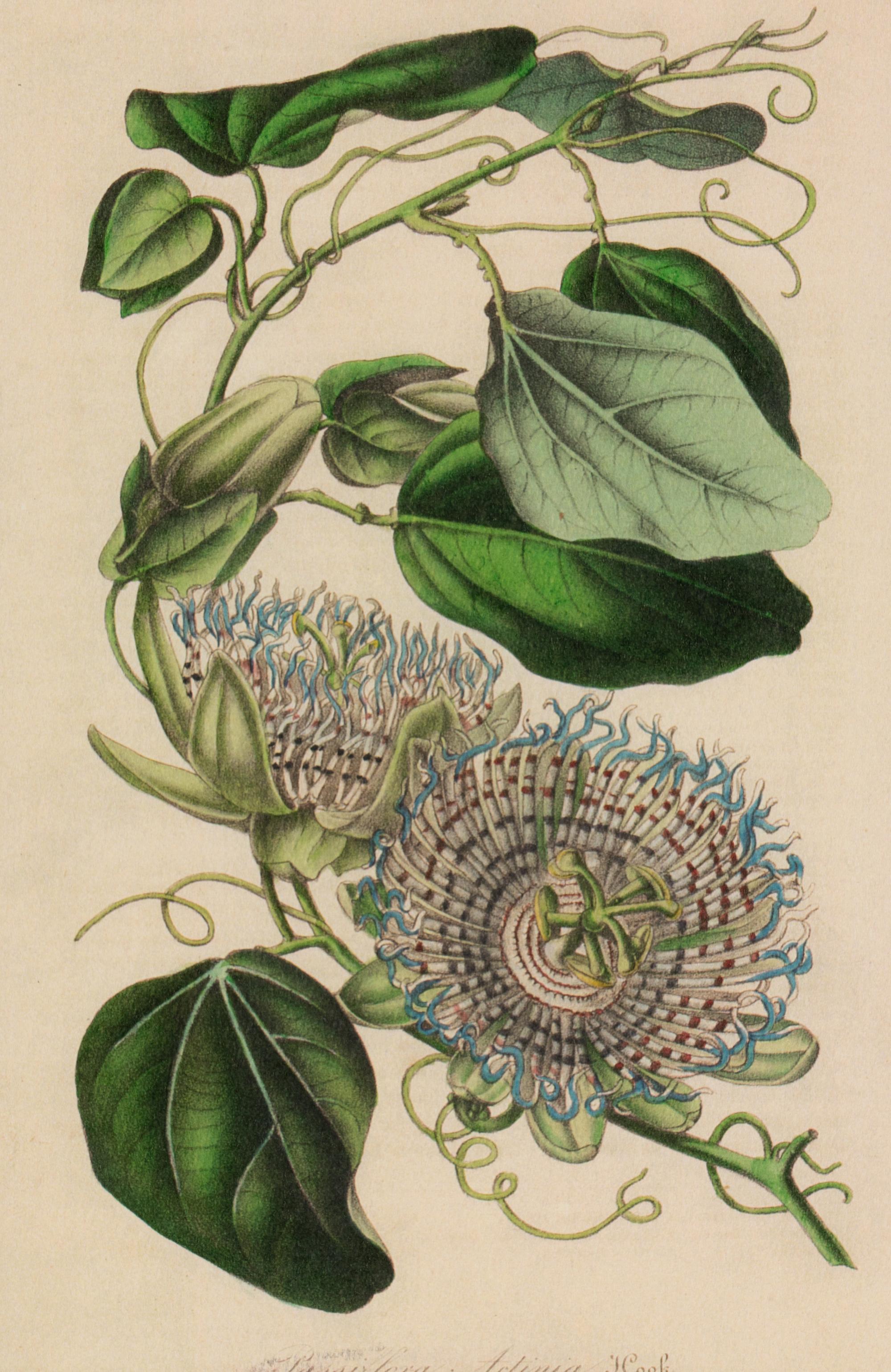 A Set of Six Hand-Colored Botanical Lithographs from L'illustration Horticole: Journal Special Des Serres Et Des Jardins