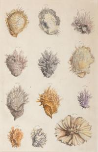Six Hand-Colored Shell and Coral Engravings