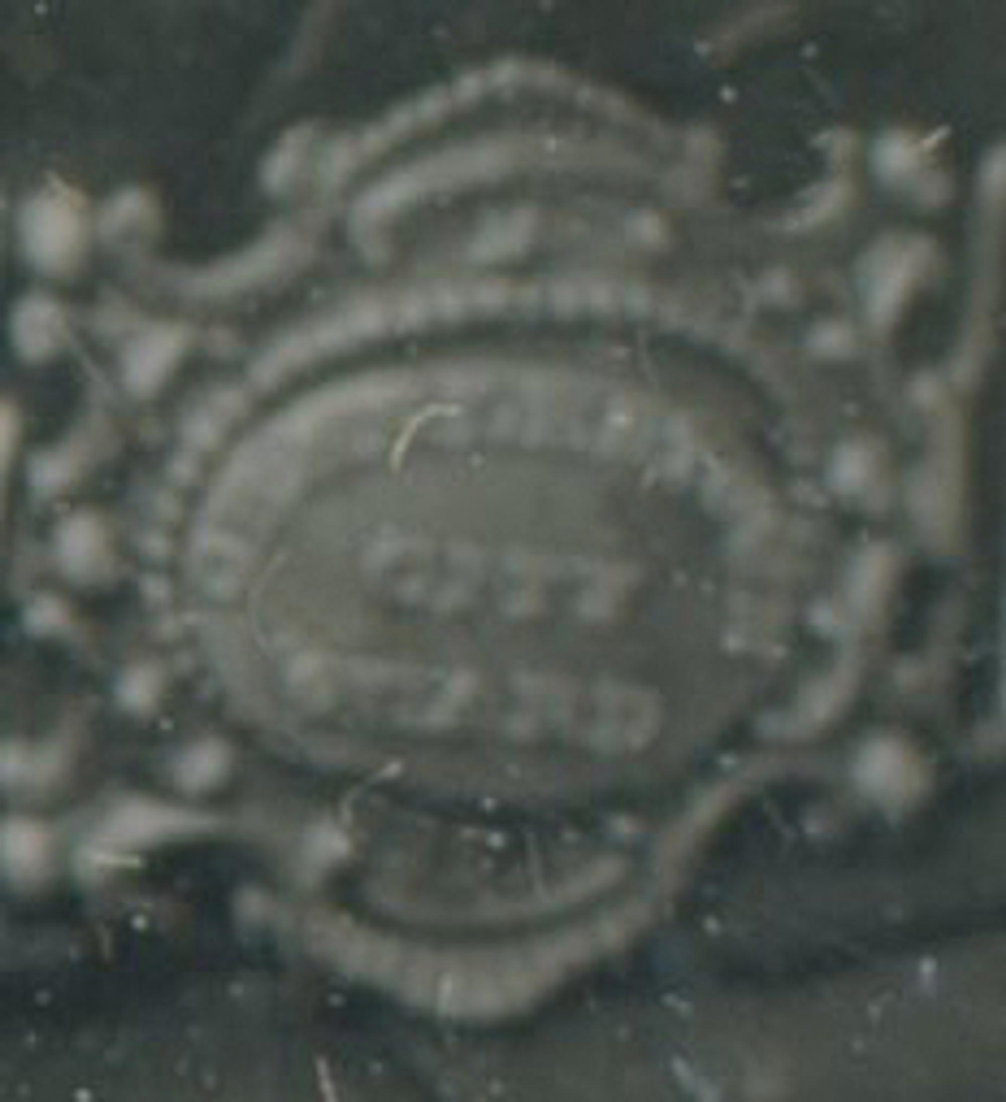 [Daguerreotype] Charleston City Guard