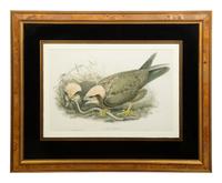 Nine Ornithological Color Lithographs from John Goulds Birds of Great Britain — 19TH CENTURY